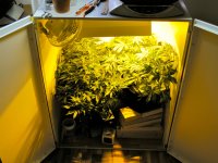 cheap-grow-tents.jpg