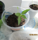 Auto Skunk#1 от Seedsman.png
