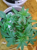 IMG_20190515_053436.jpg