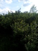 IMG_20190517_155828.jpg