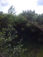 IMG_20190517_155811.jpg