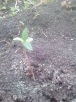 IMG_20190520_180023.jpg