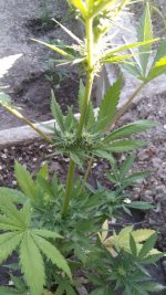 IMG-20190515-WA0008.jpg