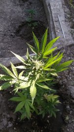 IMG-20190515-WA0010.jpg