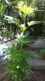 IMG-20190522-WA0013.jpg