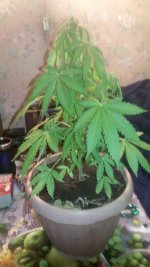 IMG-20190515-WA0013.jpg