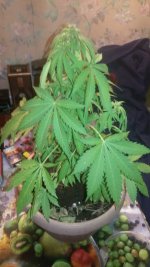 IMG-20190515-WA0014.jpg