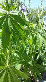 IMG-20190515-WA0017.jpg