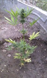 IMG-20190523-WA0015.jpg