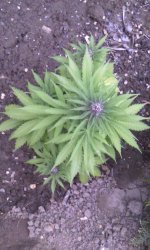 IMG-20190523-WA0018.jpg