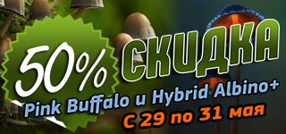 Грибы Последний день весны 320-150.jpg