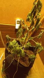 IMG_20190527_222328.jpg