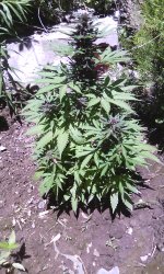 IMG_20190528_132955.jpg