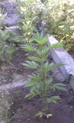 IMG_20190528_191203.jpg