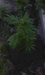 IMG_20190528_201604.jpg