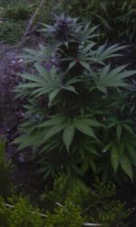 IMG_20190528_201652.jpg