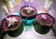 IMG_20190530_075917.jpg