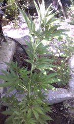 IMG_20190530_164557.jpg