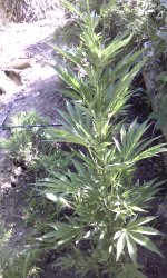 IMG_20190530_164523.jpg