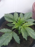 IMG_20190531_074014 (1).jpg