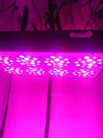 IMG_20190531_125923.jpg