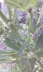 IMG_20190605_164502.jpg