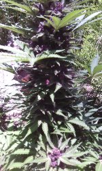 IMG_20190607_131233.jpg