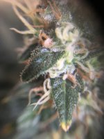 IMG_1338.JPG