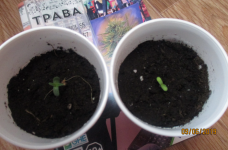 биг девил.png