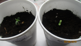 биг девил 1.png