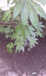 IMG_20190609_195121.jpg