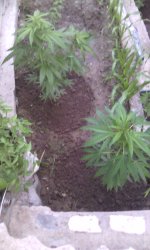 IMG_20190609_195047.jpg