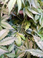 IMG_20190617_075952 (2).jpg