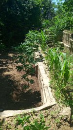 IMG_20190617_124505.jpg