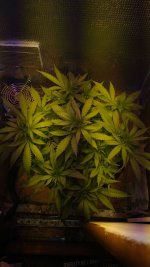 IMG-20190618-WA0034.jpeg