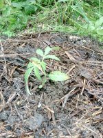 IMG_20190619_201727.jpg