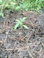 IMG_20190619_201717.jpg