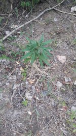 20190619_204339.jpg