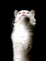 мой котик.jpg