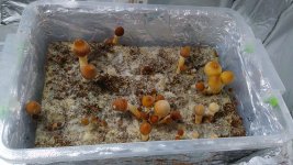 IMG_20190622_083102[1].jpg