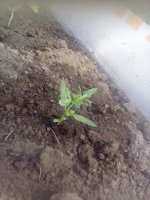 IMG_20170101_144555.jpg
