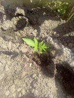 IMG_20170101_144733.jpg