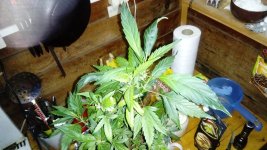 DSC_1019.JPG