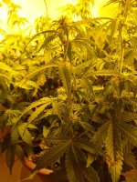 IMG_20190623_231038 (1).jpg