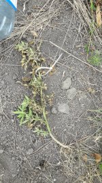 20190624_125549.jpg 20190624_125549.jpg