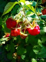 2019-06-24_16-00-00_586.jpg