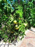 2019-06-24_15-56-46_649.jpg