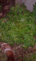 IMG_20190626_201241.jpg