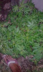 IMG_20190626_201248.jpg