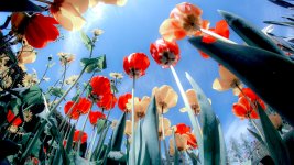 poppies_blossom_5k-5120x2880.jpg